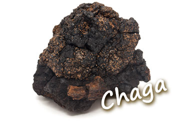 Chaga