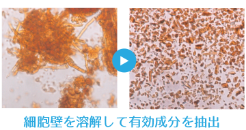 細胞壁を溶解して有効成分を抽出